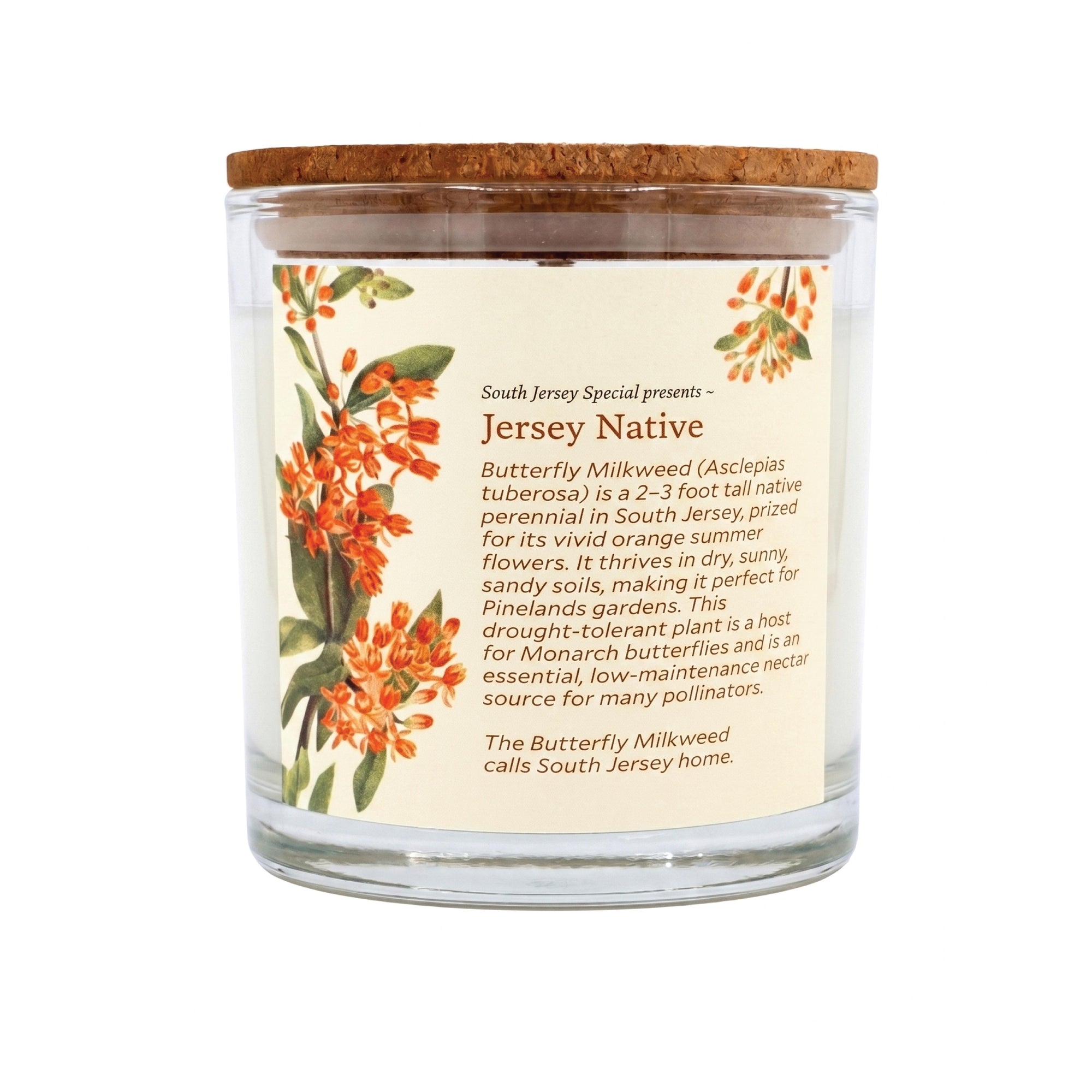 Butterfly Milkweed - Jersey Native